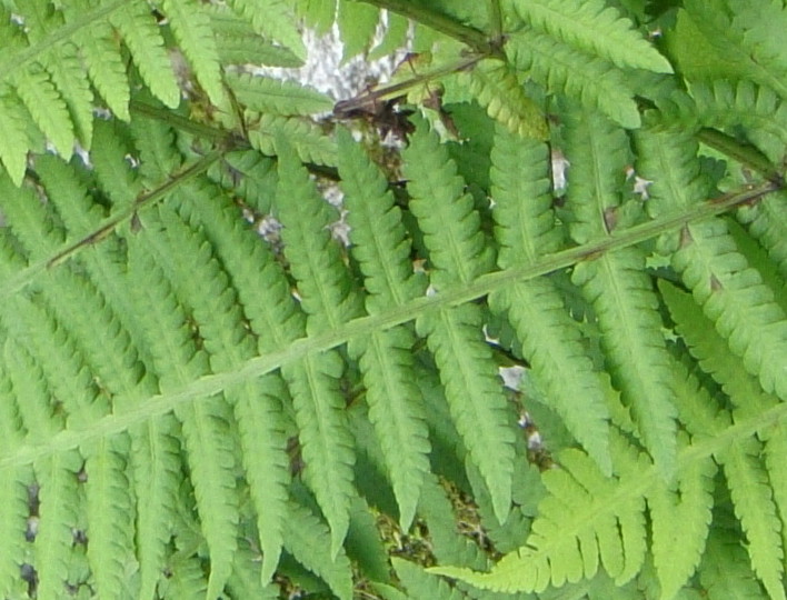 奥多摩 御岳山のシダ/オオヒメワラビ 神奈川県のシダ植物
