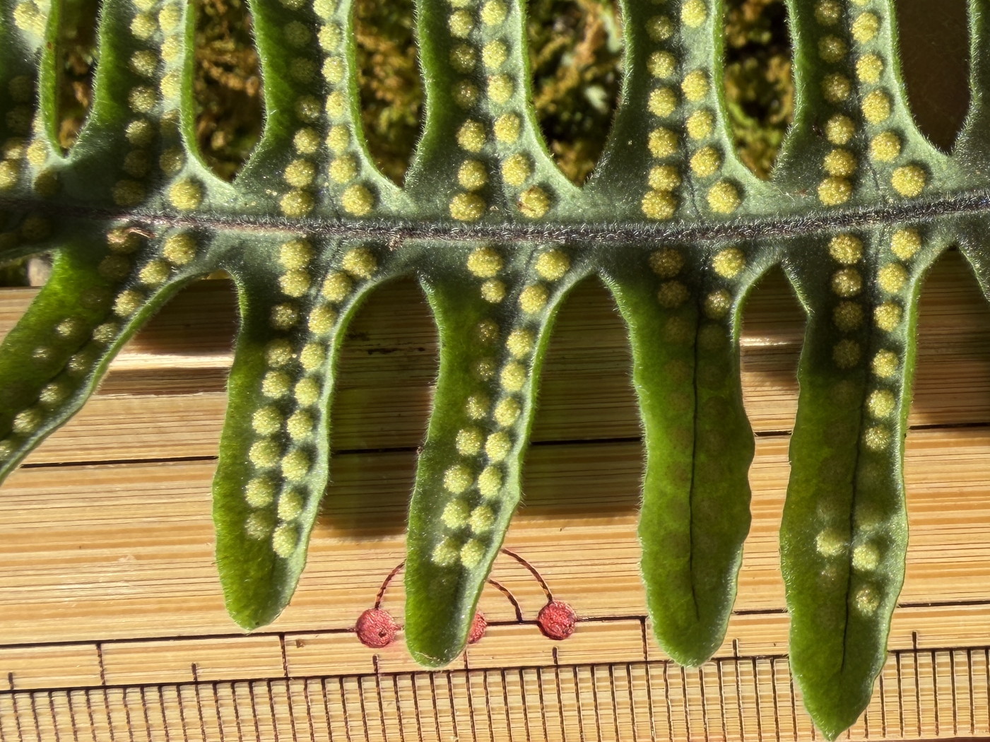 アオネカズラ、胞子をつけた羽片。2025年10月25日 水窪 アオネカズラ、胞子をつけた羽片。2025年10月25日 水窪