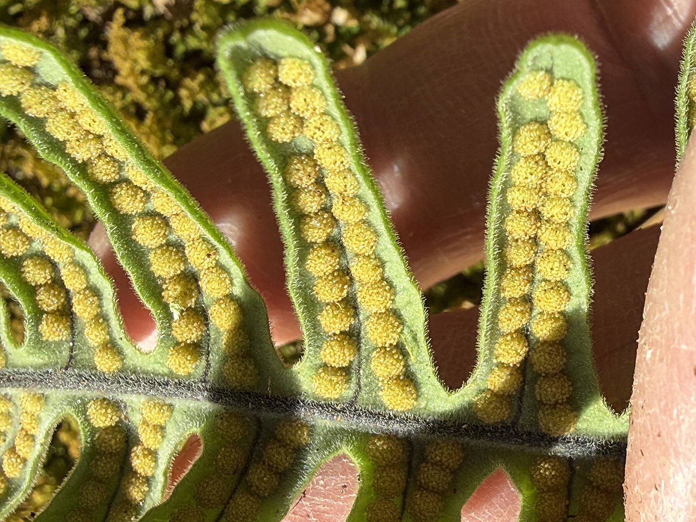 アオネカズラ、羽片裏側。2025年10月25日 水窪 アオネカズラ、羽片裏側。2025年10月25日 水窪