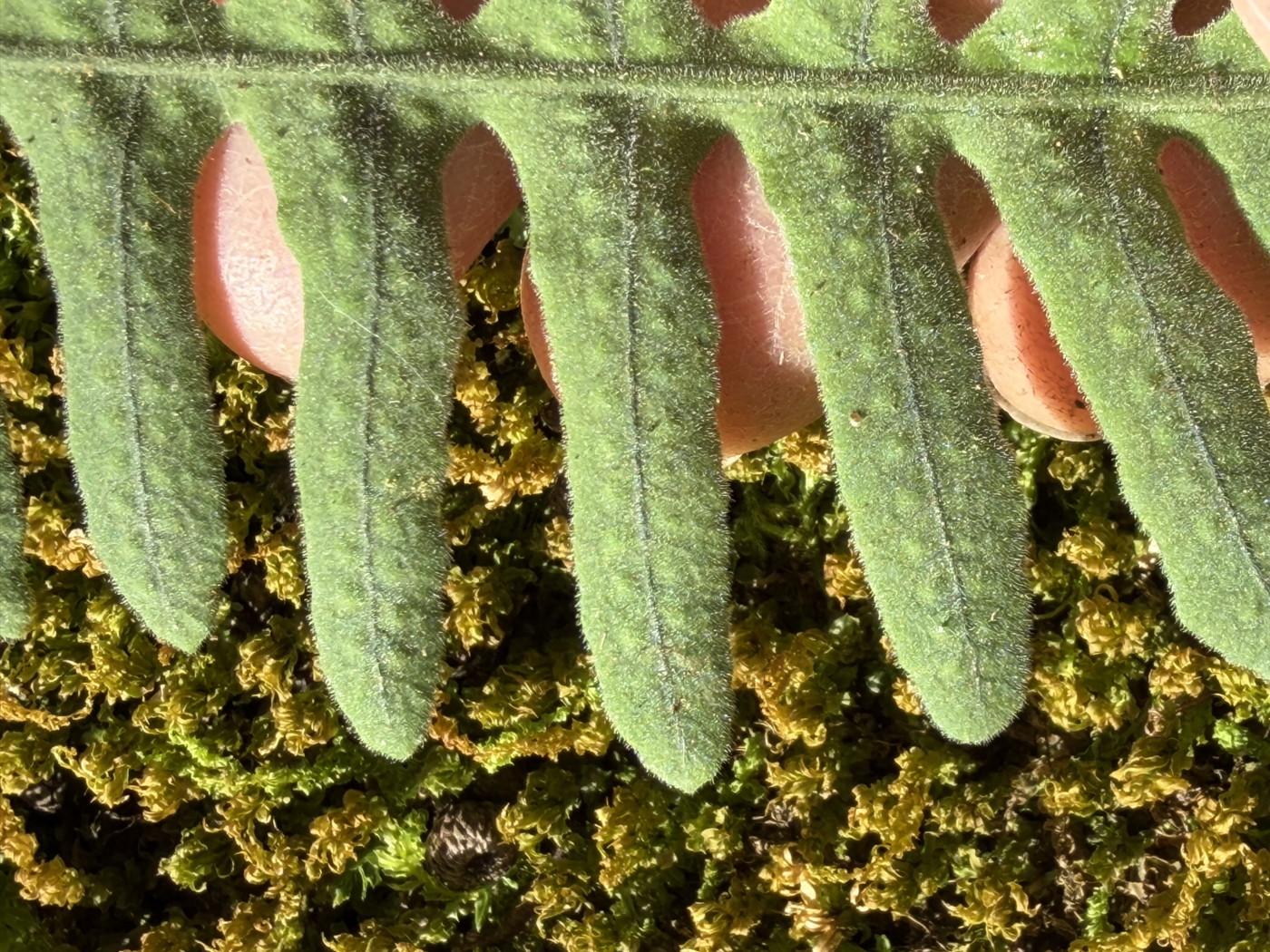 アオネカズラ、胞子をつけた羽片。2025年10月25日 水窪 アオネカズラ、胞子をつけた羽片。2025年10月25日 水窪