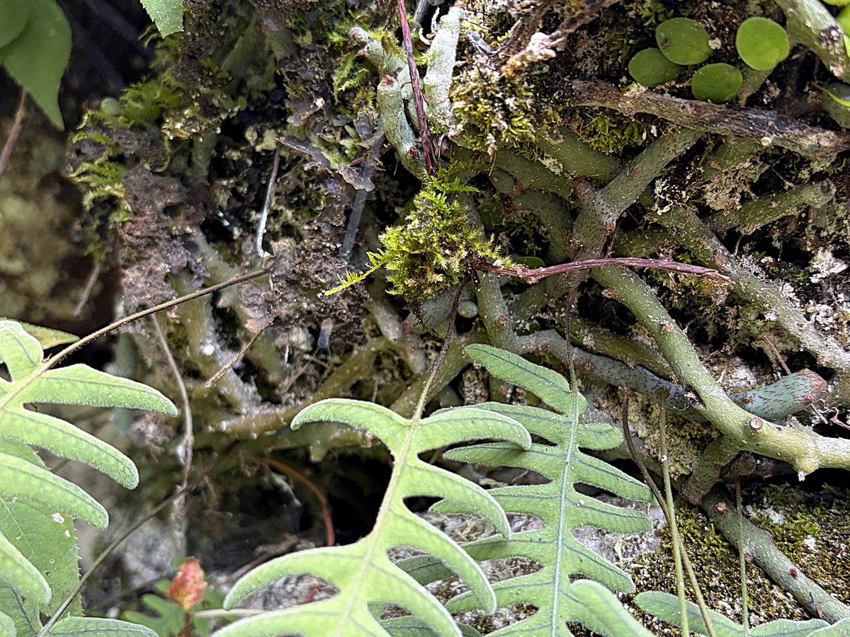 アオネカズラ、根茎。2025年10月25日 水窪 アオネカズラ、根茎。2025年10月25日 水窪
