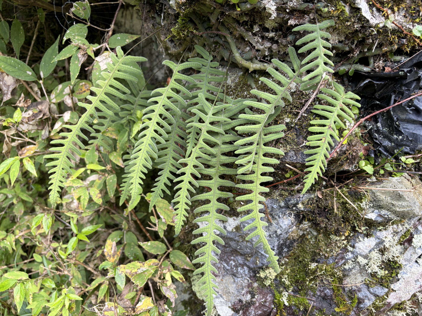明るい林縁の岩上に生育するアオネカズラ。2025年10月25日 水窪 明るい林縁の岩上に生育するアオネカズラ。2025年10月25日 水窪