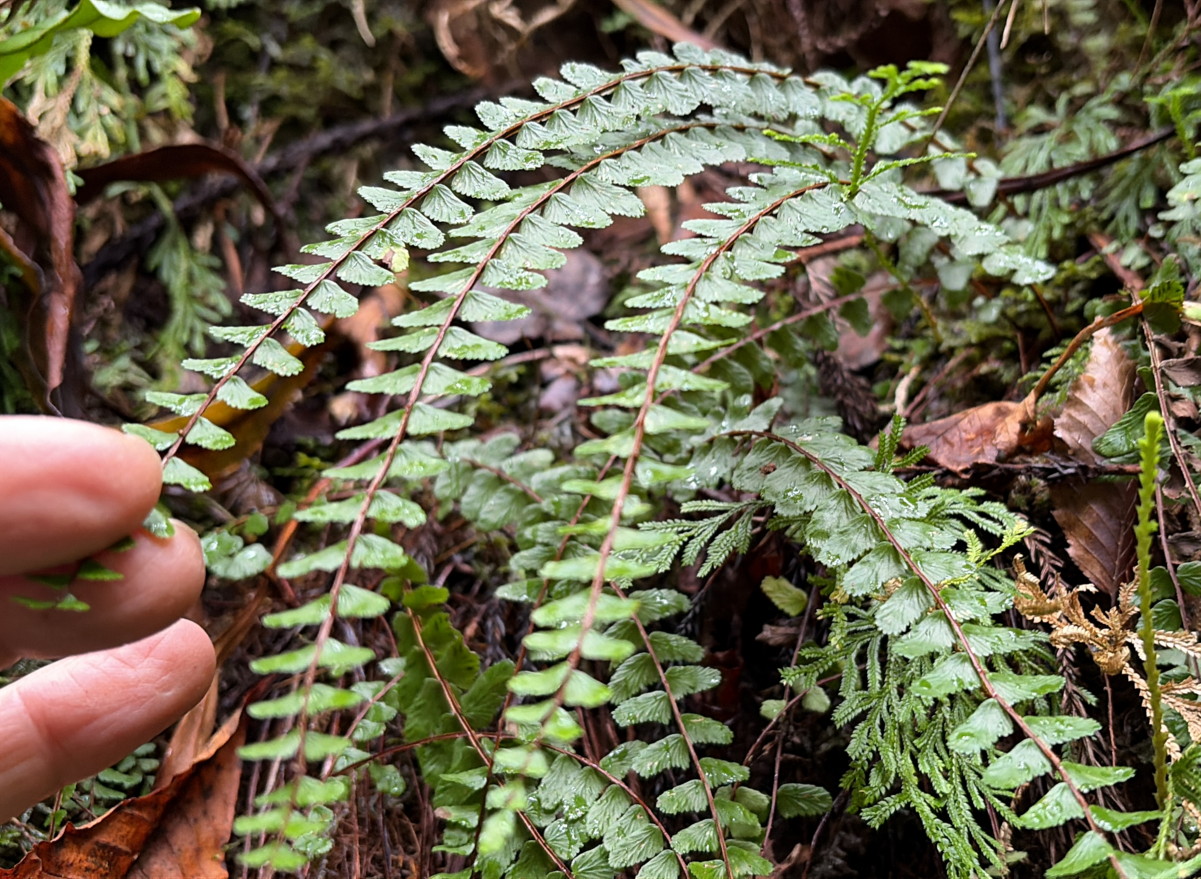 ウエットな苔むした岩壁に生育するイヌチャセンシダ。2025年10月25日 水窪 ウエットな苔むした岩壁に生育するイヌチャセンシダ。2025年10月25日 水窪
