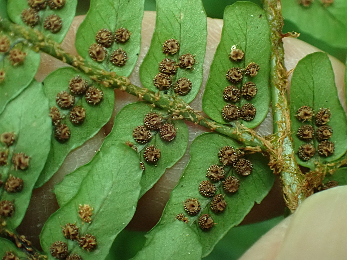 エンシュウベニシダ(鋸歯無しスリムな小羽片)、胞子のう群。2025年10月25日 水窪 エンシュウベニシダ(鋸歯無しスリムな小羽片)、胞子のう群。2025年10月25日 水窪