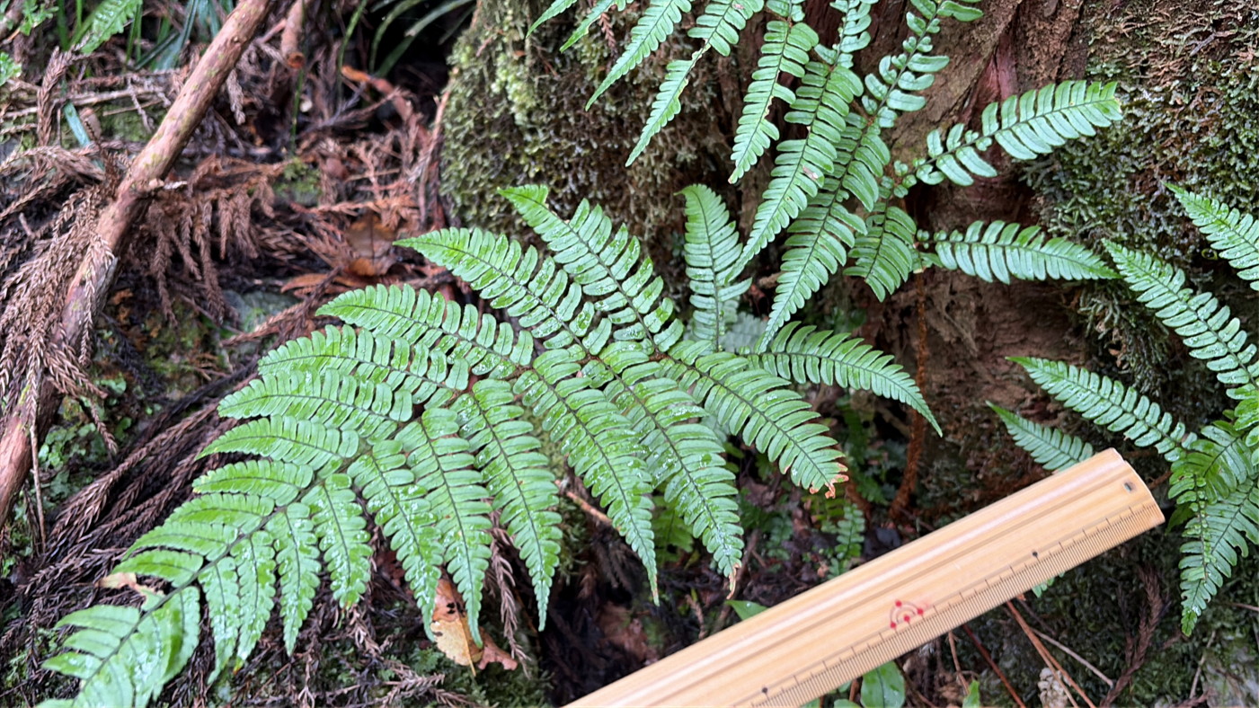 沢沿いのウエットな林床に生育するエンシュウベニシダ(鋸歯無しスリムな小羽片)。2025年10月25日 水窪 沢沿いのウエットな林床に生育するエンシュウベニシダ(鋸歯無しスリムな小羽片)。2025年10月25日 水窪