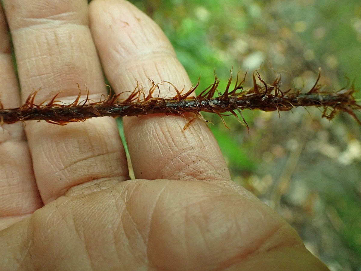 マルバベニシダ、葉柄の鱗片。2025年10月25日 水窪 マルバベニシダ、葉柄の鱗片。2025年10月25日 水窪