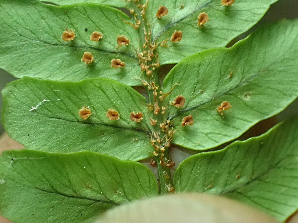 マルバベニシダ、胞子のう群および羽軸の鱗片。2025年10月25日 水窪 マルバベニシダ、胞子のう群および羽軸の鱗片。2025年10月25日 水窪