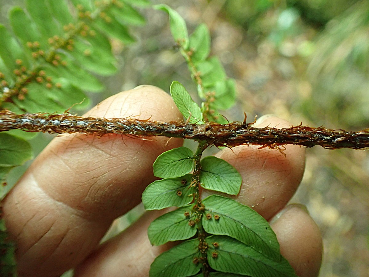 マルバベニシダ、中軸の鱗片。2025年10月25日 水窪 マルバベニシダ、中軸の鱗片。2025年10月25日 水窪