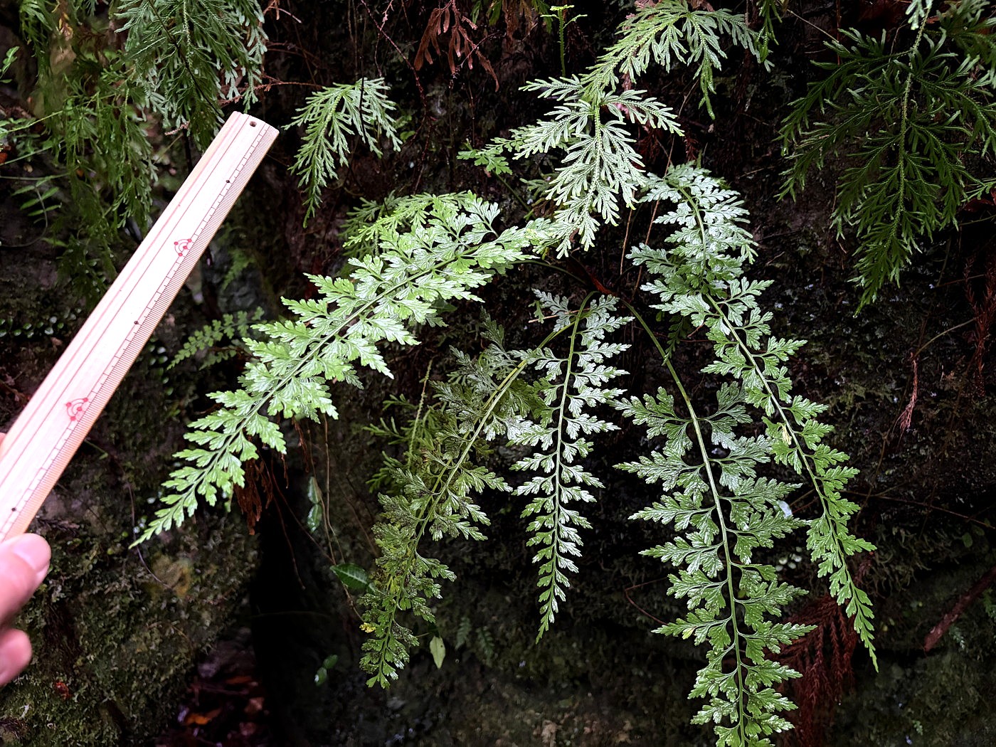 ウエットな岩上に生育するオクタマシダ。2025年10月25日 水窪 ウエットな岩上に生育するオクタマシダ。2025年10月25日 水窪