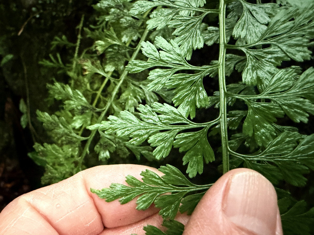 オクタマシダ、羽片。2025年10月25日 水窪 オクタマシダ、羽片。2025年10月25日 水窪