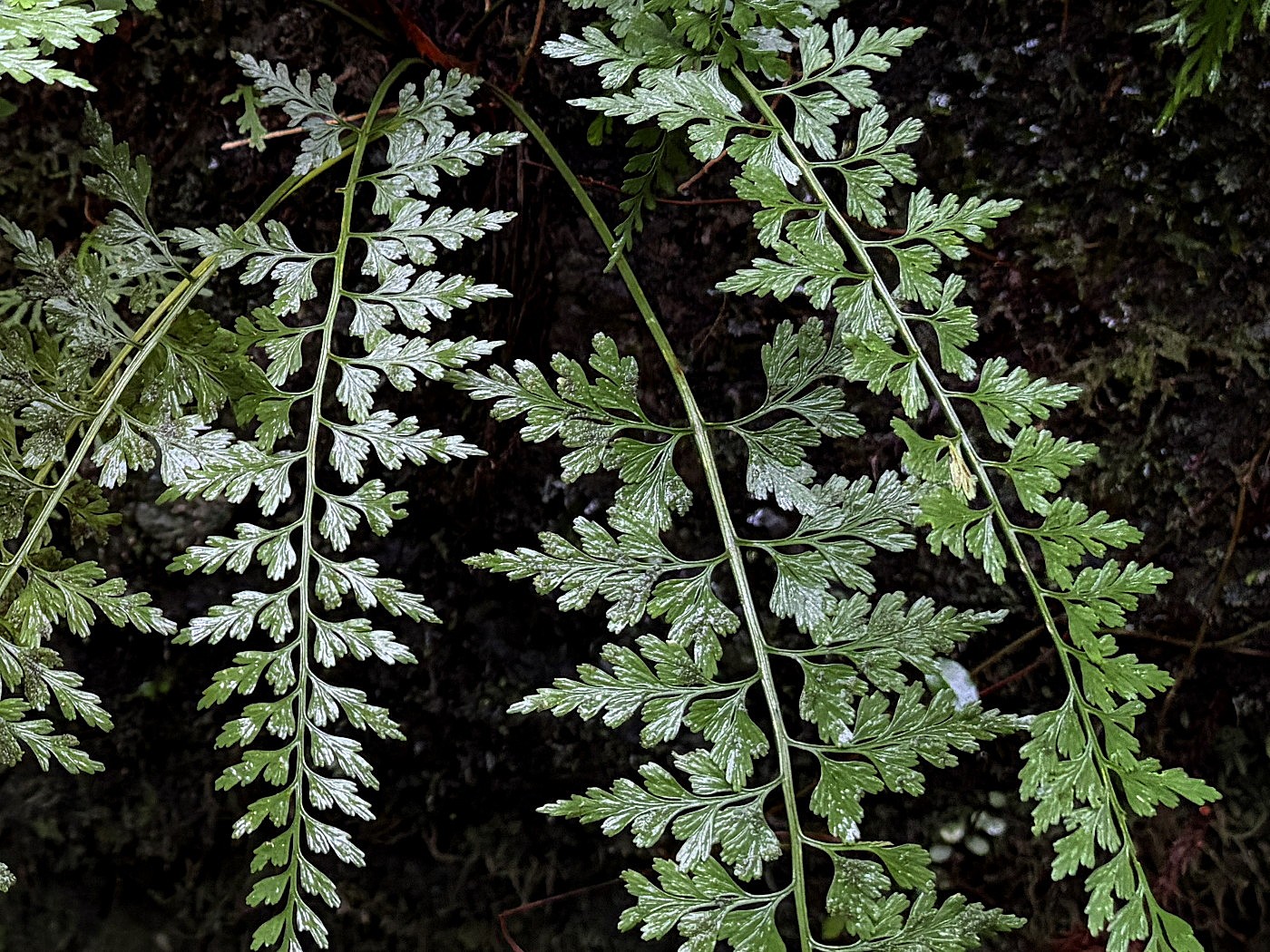 オクタマシダ、羽片。2025年10月25日 水窪 オクタマシダ、羽片。2025年10月25日 水窪