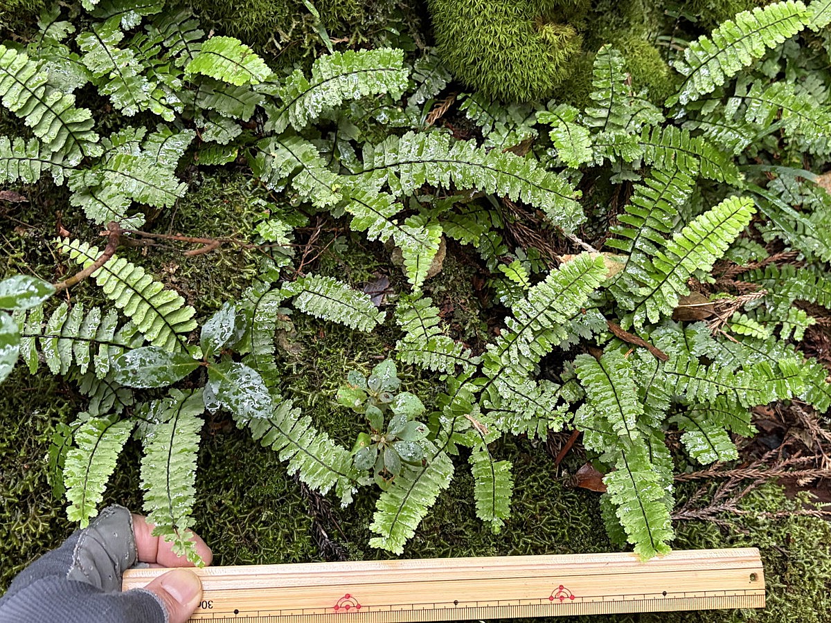 林内、腐植が堆積した岩屑地に生育するヌリトラノオ。2025年10月25日 水窪 林内、腐植が堆積した岩屑地に生育するヌリトラノオ。2025年10月25日 水窪