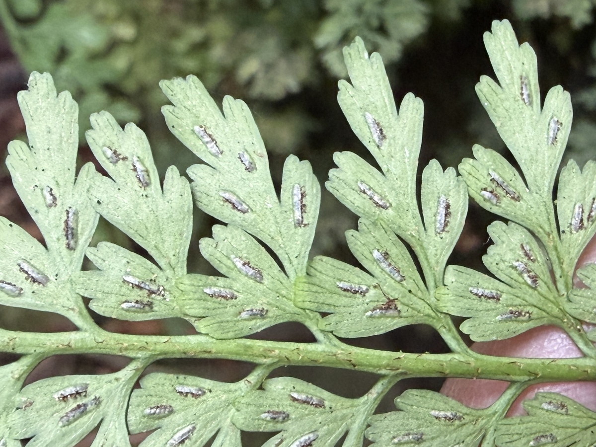 オクタマシダ、胞子のう群および包膜。2025年10月25日 水窪 オクタマシダ、胞子のう群および包膜。2025年10月25日 水窪