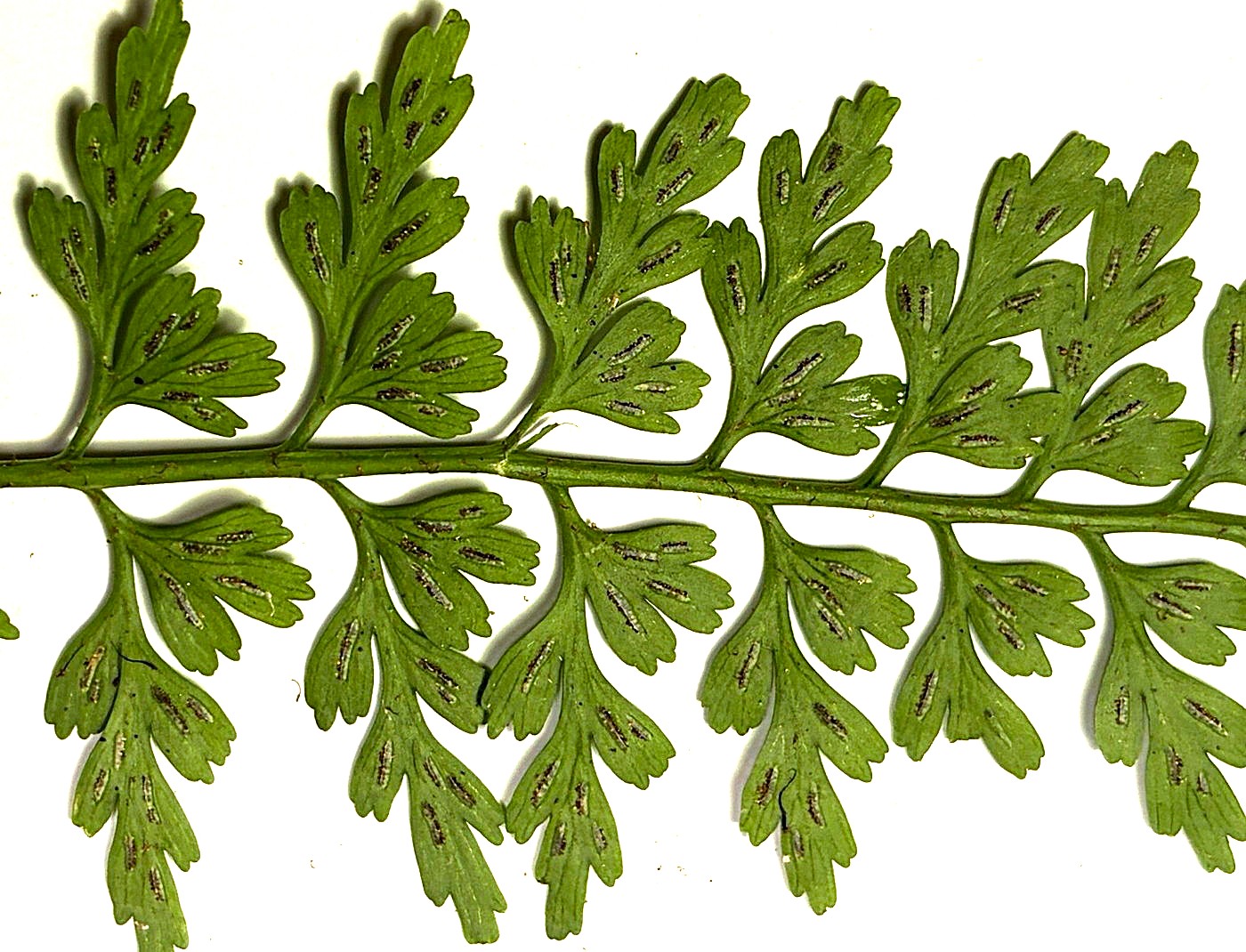 オクタマシダ、羽片裏側(胞子のう群)。2025年10月25日 水窪 オクタマシダ、羽片裏側(胞子のう群)。2025年10月25日 水窪