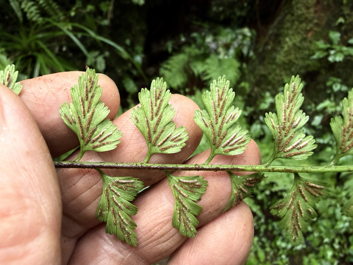 トキワシダ、胞子のう群。後ろの葉にはむかごがついている。2025年10月25日 水窪 トキワシダ、胞子のう群。後ろの葉にはむかごがついている。2025年10月25日 水窪