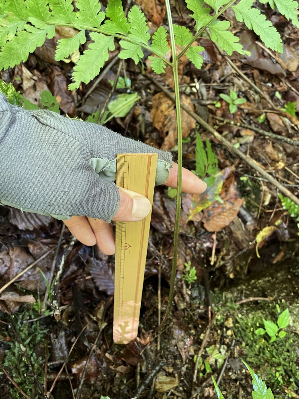 褐色を帯びた黄緑色の葉柄は葉身とほぼ同長、写真の葉柄は40㎝近い。2022年7月22日 西沢渓谷 褐色を帯びた黄緑色の葉柄は葉身とほぼ同長、写真の葉柄は40㎝近い。2022年7月22日 西沢渓谷