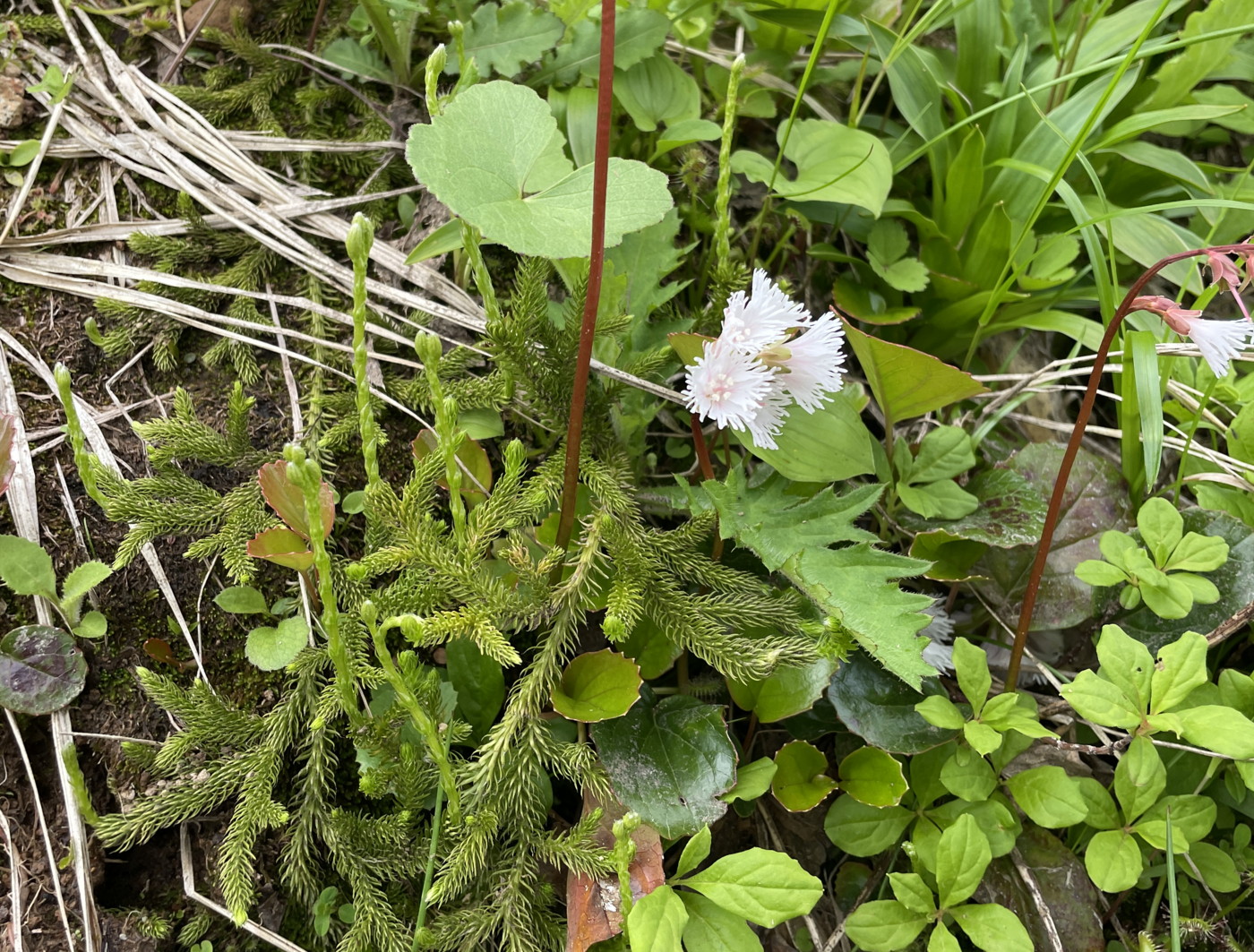 八幡平。エゾヒカゲノカズラ、胞子のう穂は無柄。2025年7月3日 八幡平 八幡平。エゾヒカゲノカズラ、胞子のう穂は無柄。2025年7月3日 八幡平