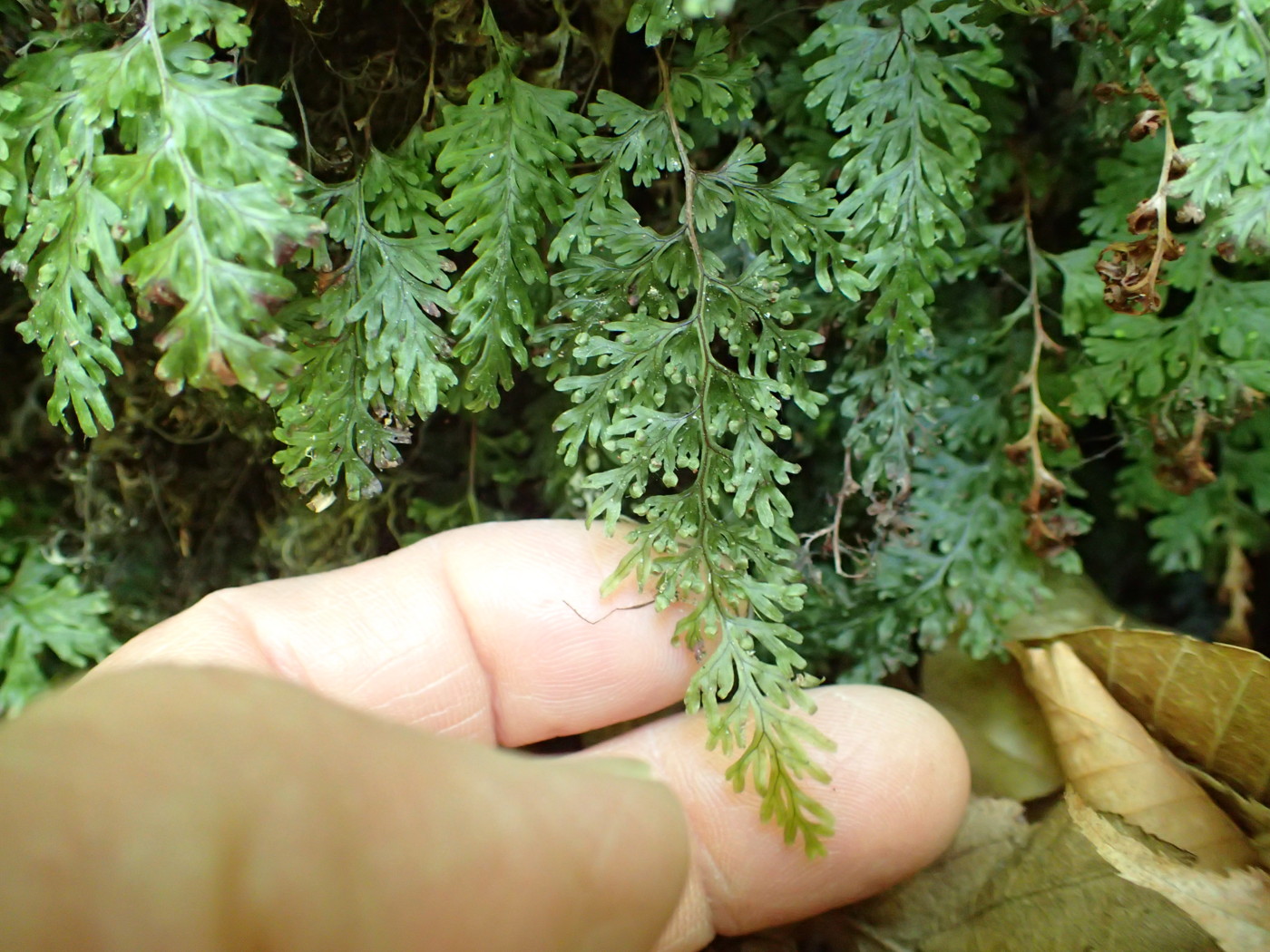 日陰の切り立ったウエットな岩壁に群生するホソバコケシノブ。2017年5月21日 西沢渓谷 日陰の切り立ったウエットな岩壁に群生するホソバコケシノブ。2017年5月21日 西沢渓谷