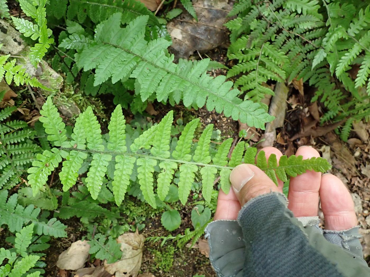 渓流沿いの林床に生育するホソバシケシダ。2025年7月3日 低山の滝 渓流沿いの林床に生育するホソバシケシダ。2025年7月3日 低山の滝