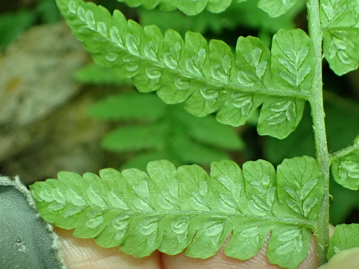 ホソバシケシダ、羽片裏側。2025年7月3日 低山の滝 ホソバシケシダ、羽片裏側。2025年7月3日 低山の滝