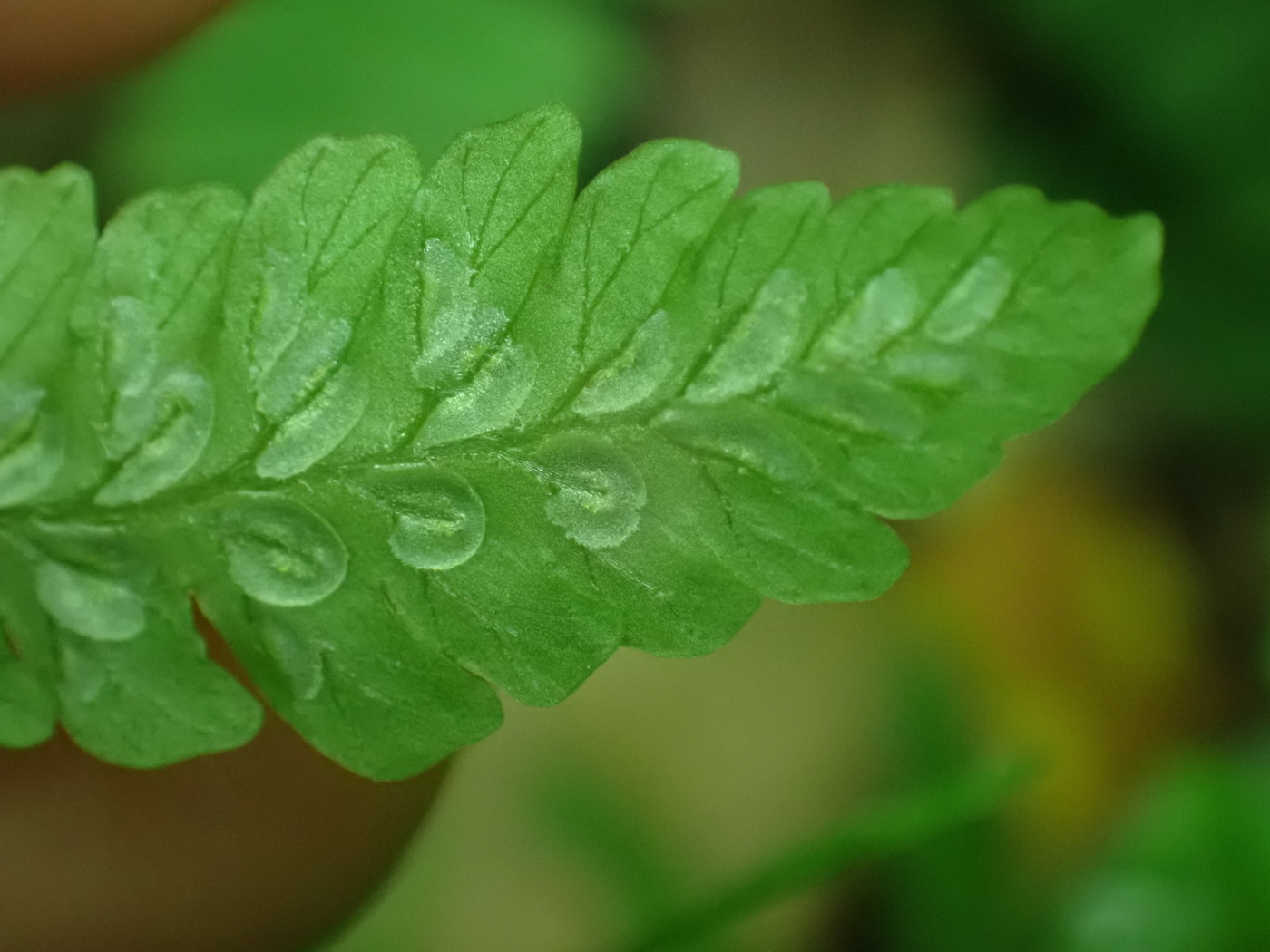 ホソバシケシダ、包膜は長さの割に幅が広く辺縁に細鋸歯がある。2025年7月3日 低山の滝 ホソバシケシダ、包膜は長さの割に幅が広く辺縁に細鋸歯がある。2025年7月3日 低山の滝
