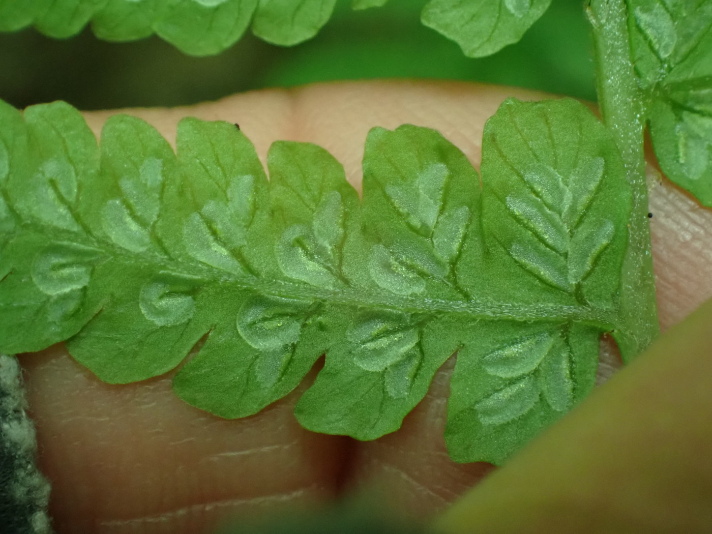 ホソバシケシダ、包膜は長さの割に幅が広く辺縁に細鋸歯がある。2025年7月3日 低山の滝 ホソバシケシダ、包膜は長さの割に幅が広く辺縁に細鋸歯がある。2025年7月3日 低山の滝