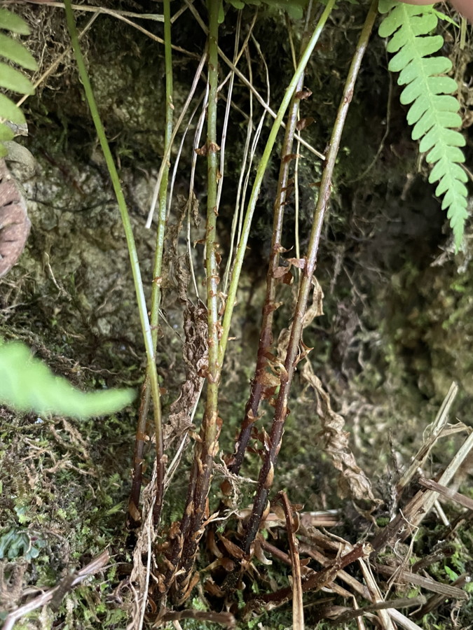 イワハリガネワラビ、葉柄。2025年7月3日 低山の滝 イワハリガネワラビ、葉柄。2025年7月3日 低山の滝