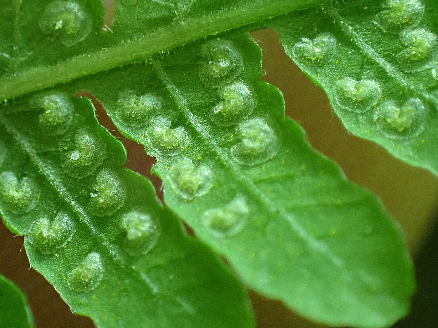 イワハリガネワラビ、包膜。2025年7月3日 低山の滝 イワハリガネワラビ、包膜。2025年7月3日 低山の滝