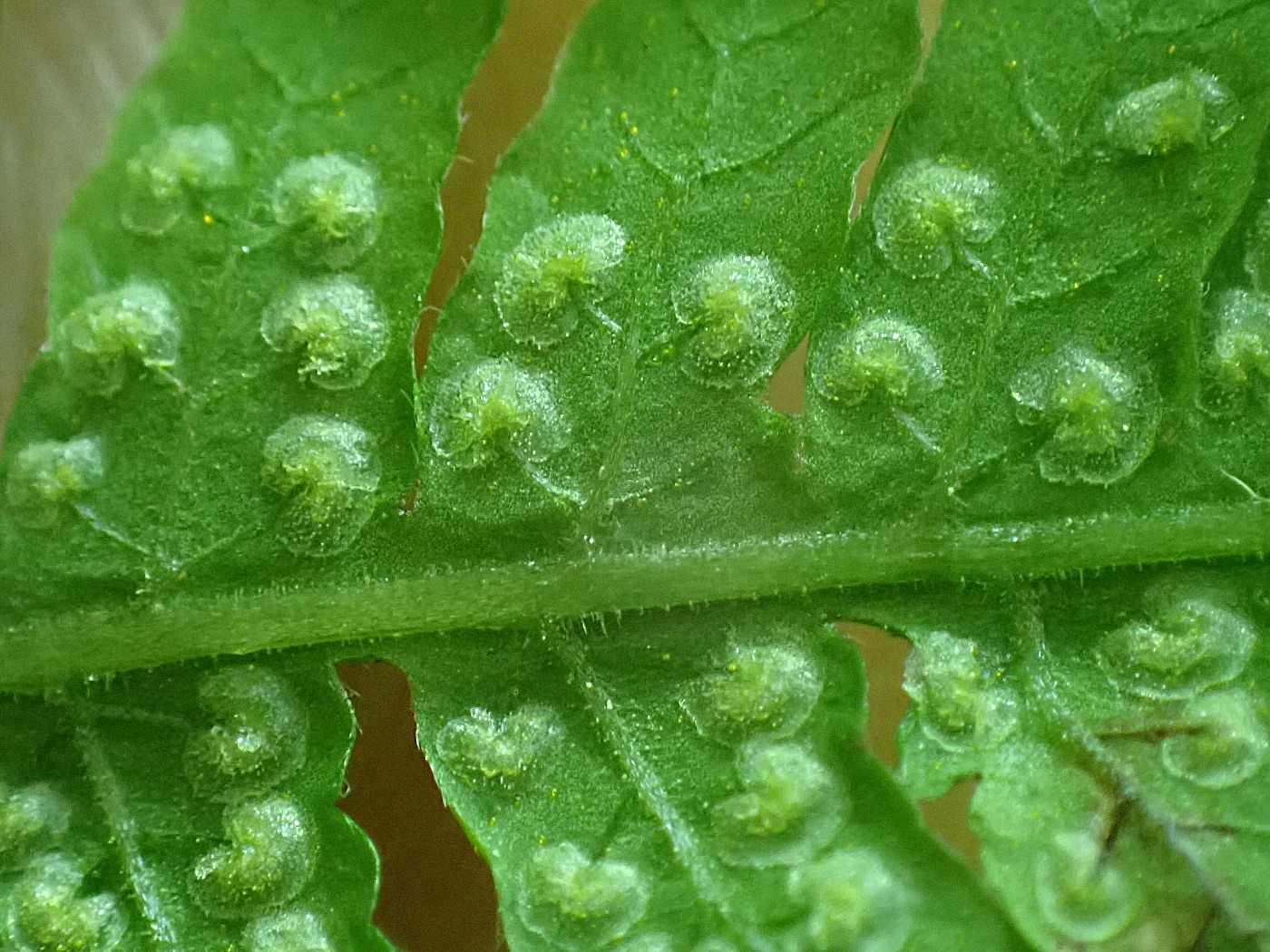 イワハリガネワラビ、包膜。2025年7月3日 低山の滝 イワハリガネワラビ、包膜。2025年7月3日 低山の滝
