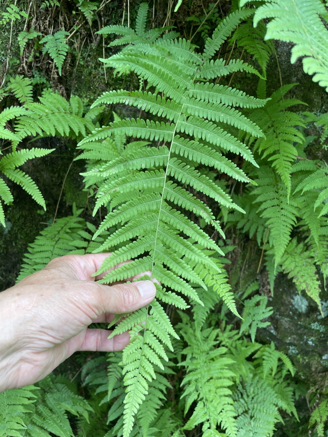 岩壁に生育するイワハリガネワラビ。2025年7月3日 低山の滝 岩壁に生育するイワハリガネワラビ。2025年7月3日 低山の滝