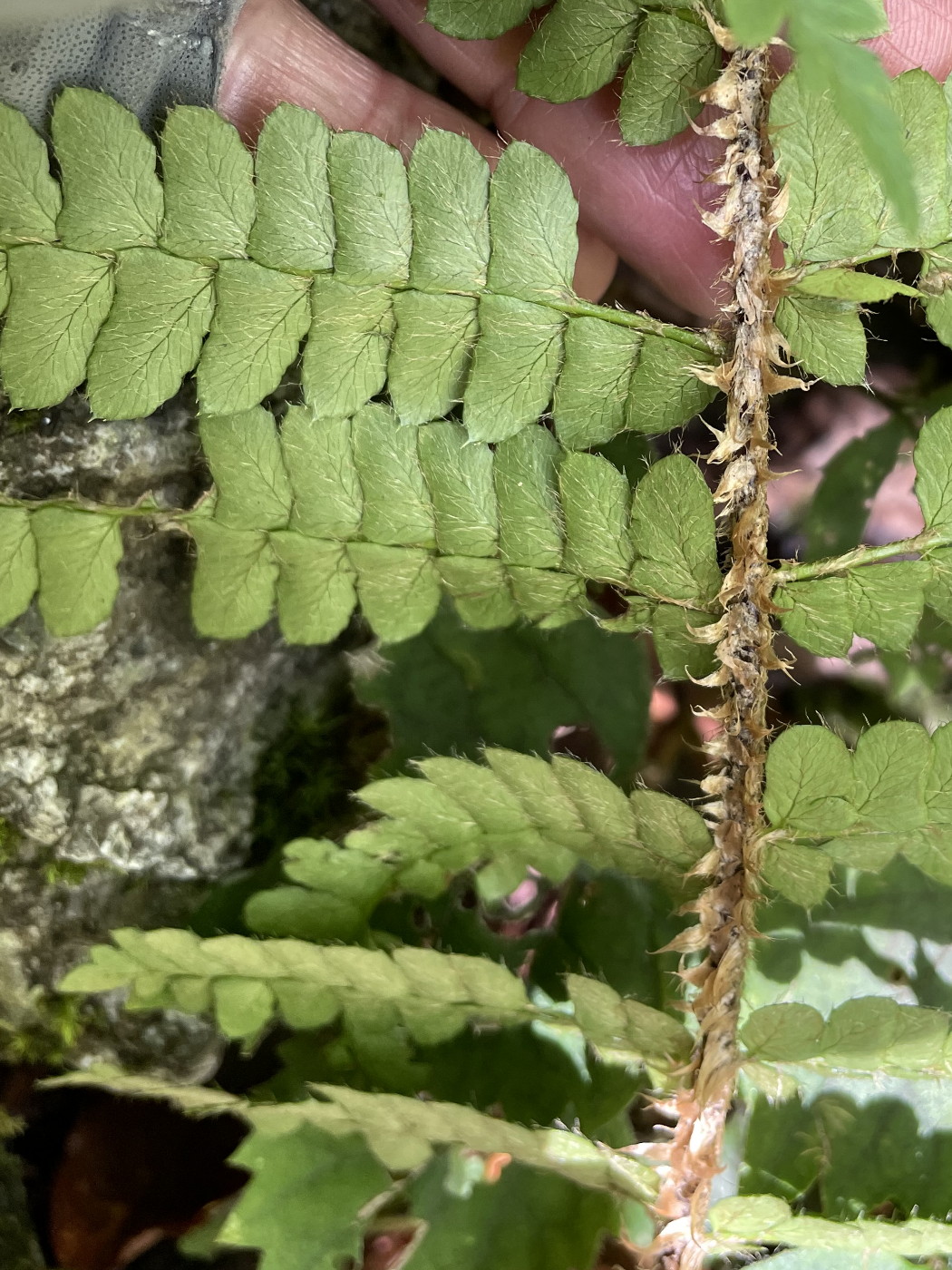 イワシロイノデ、中軸。2022年9月10日 西沢渓谷 イワシロイノデ、中軸。2022年9月10日 西沢渓谷