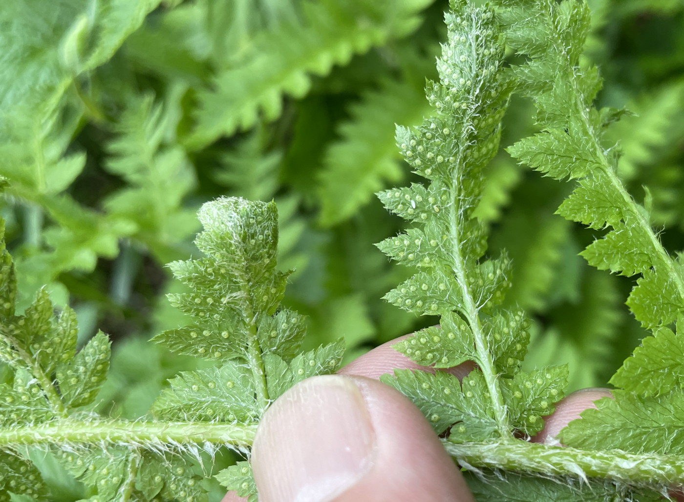 カラクサイノデ、胞子のう群。2025年7月3日 八幡平 カラクサイノデ、胞子のう群。2025年7月3日 八幡平