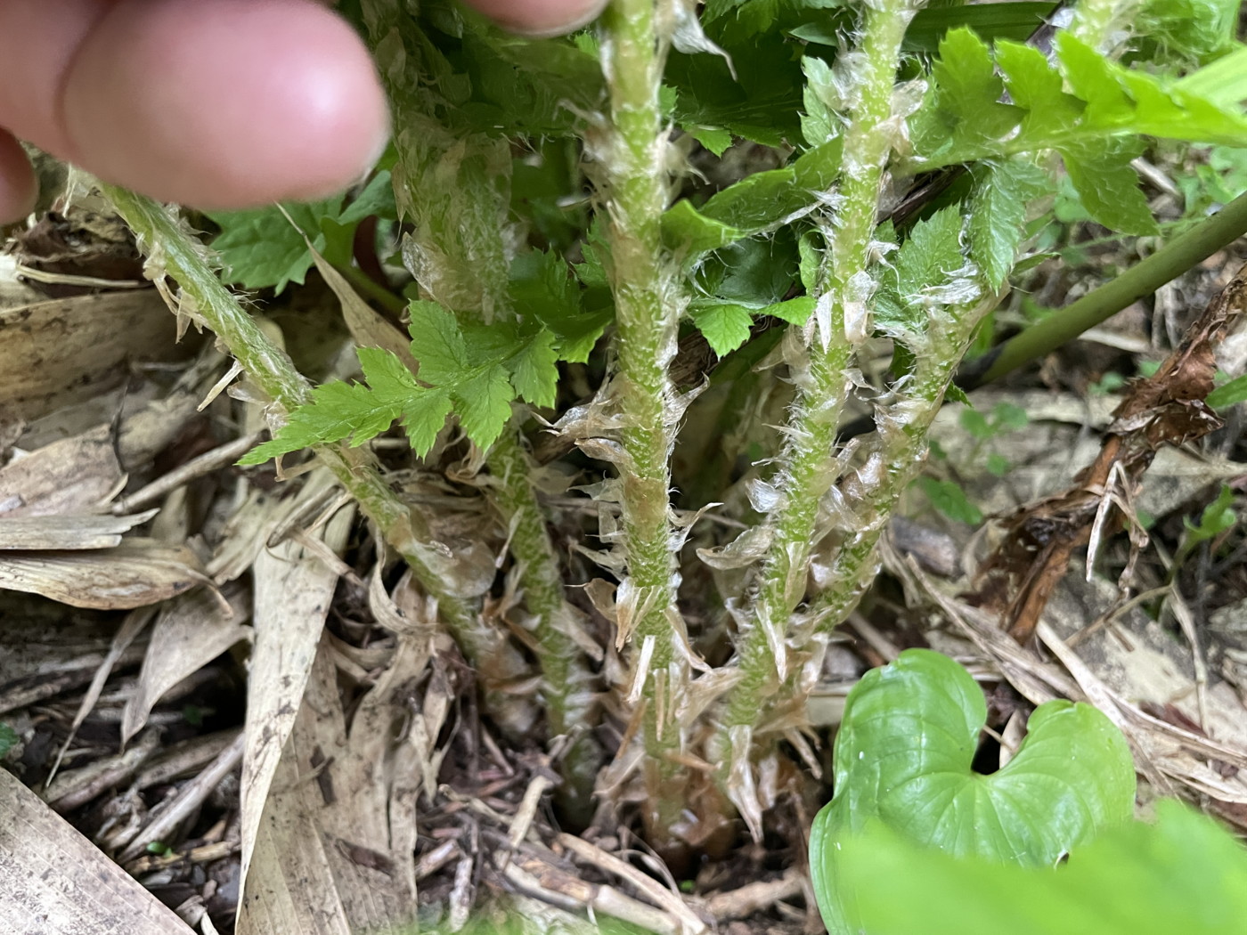 カラクサイノデ、葉柄下部の鱗片。2025年7月3日 八幡平 カラクサイノデ、葉柄下部の鱗片。2025年7月3日 八幡平