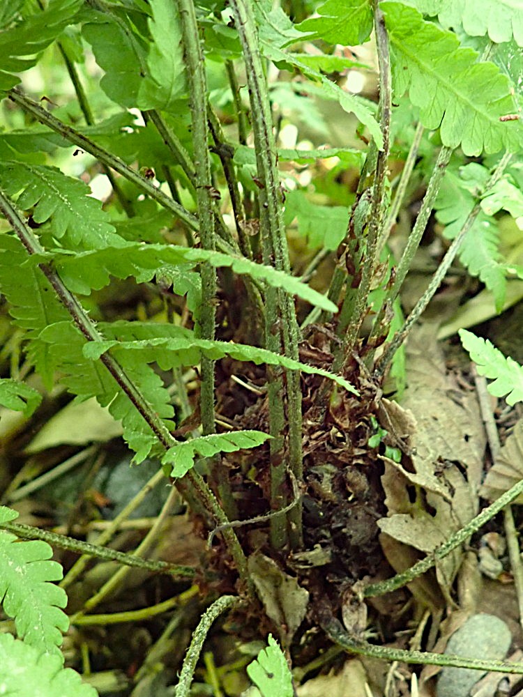 ウエットな林床に生育するミヤマシケシダ。2025年7月3日 低山の滝 ウエットな林床に生育するミヤマシケシダ。2025年7月3日 低山の滝