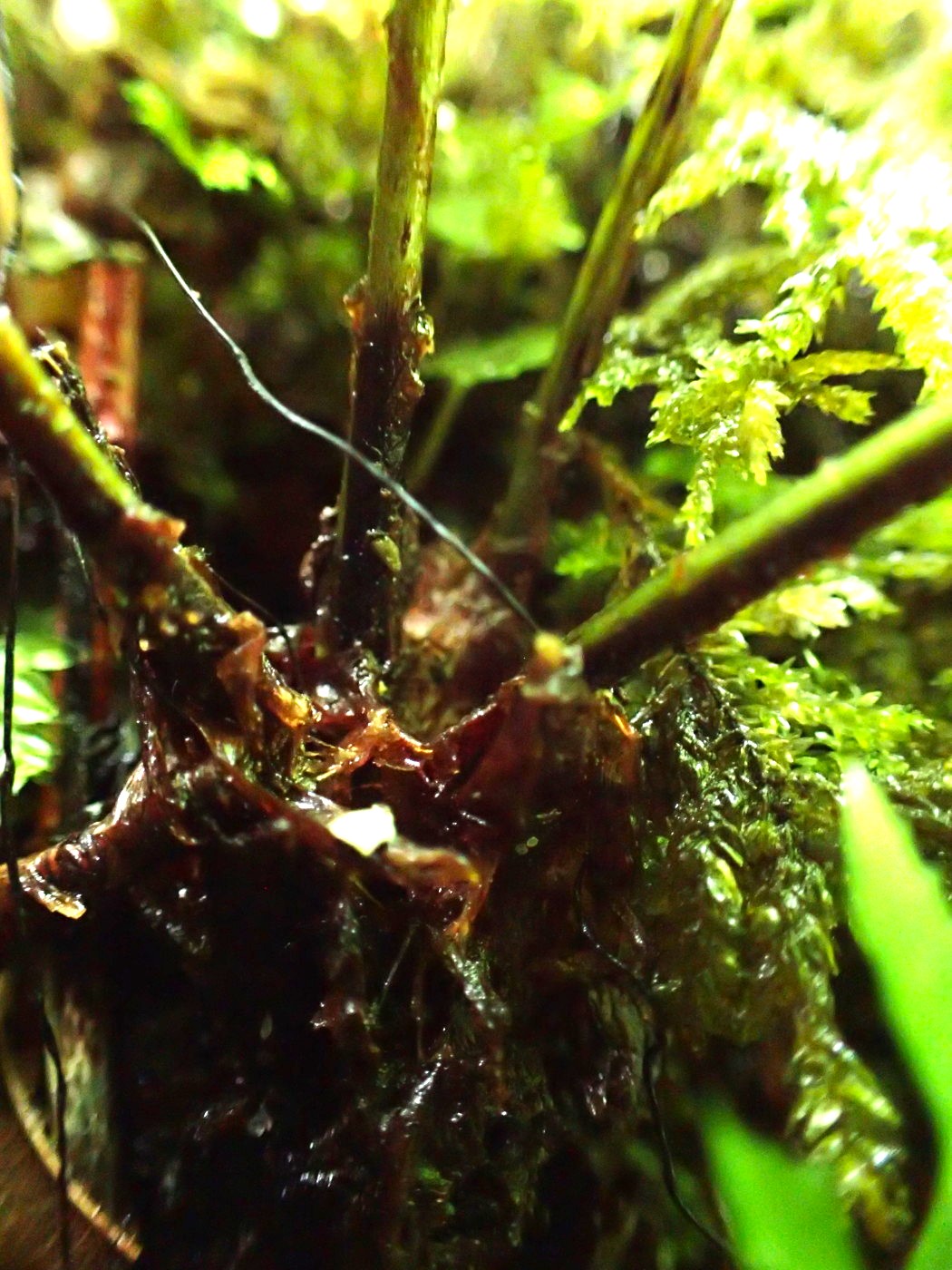 ミヤマシケシダ、根茎。2017年7月2日 西沢渓谷 ミヤマシケシダ、根茎。2017年7月2日 西沢渓谷