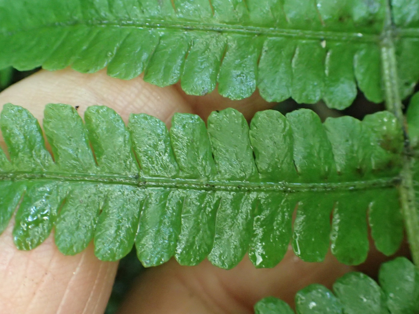 ミヤマシケシダ、羽片。2017年7月2日 西沢渓谷 ミヤマシケシダ、羽片。2017年7月2日 西沢渓谷