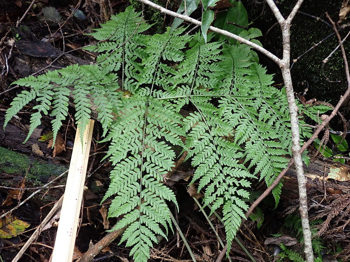 渓谷沿いの腐植が堆積した岩屑地に生育するオニヒカゲワラビ。2025年10月25日 水窪 渓谷沿いの腐植が堆積した岩屑地に生育するオニヒカゲワラビ。2025年10月25日 水窪