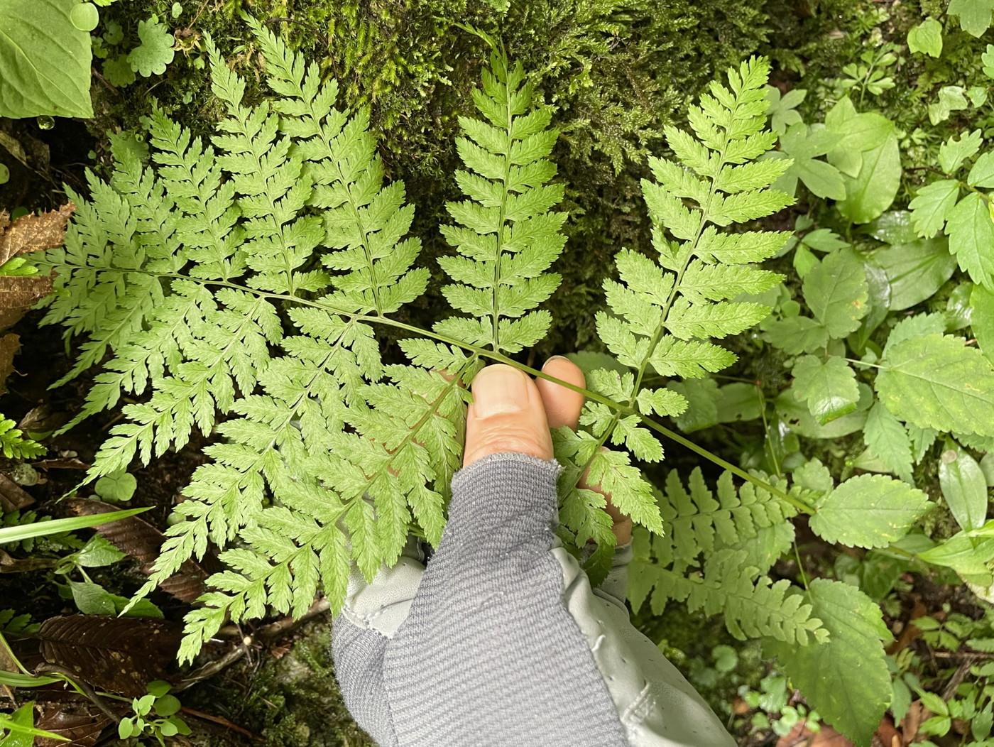 渓谷沿いウエットな林床に生育するタカネサトメシダ<del>コシノサトメシダ</del>。2022年7月22日 西沢渓谷 渓谷沿いウエットな林床に生育するタカネサトメシダ<del>コシノサトメシダ</del>。2022年7月22日 西沢渓谷