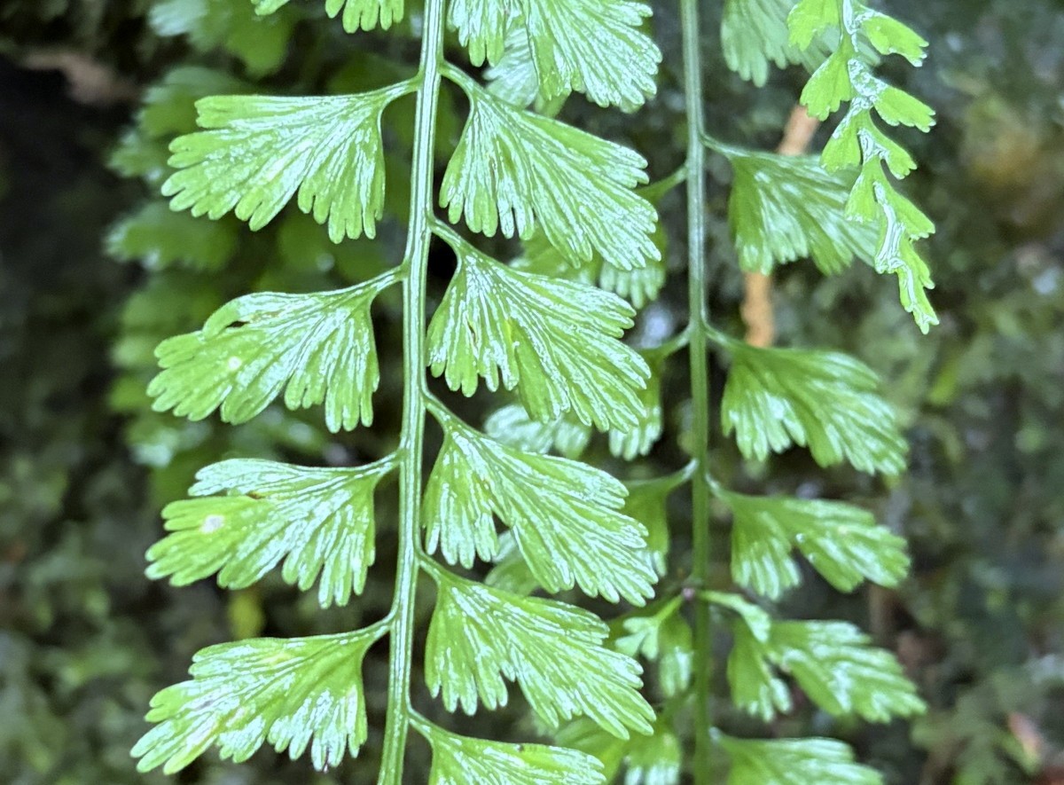トキワシダ、羽片。2025年10月25日 水窪 トキワシダ、羽片。2025年10月25日 水窪