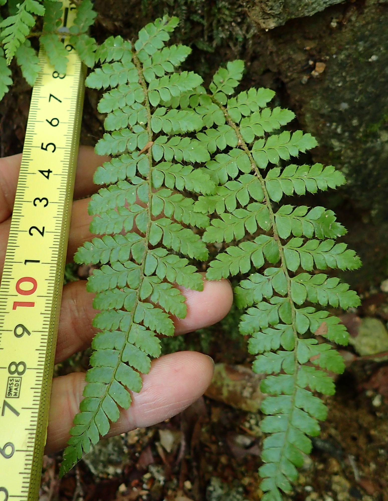 トヨグチイノデ、葉身。2018年8月18日 山梨 西沢渓谷 トヨグチイノデ、葉身。2018年8月18日 山梨 西沢渓谷