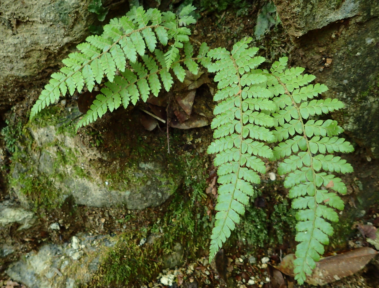 トヨグチイノデ。2018年8月18日 山梨 西沢渓谷 トヨグチイノデ。2018年8月18日 山梨 西沢渓谷