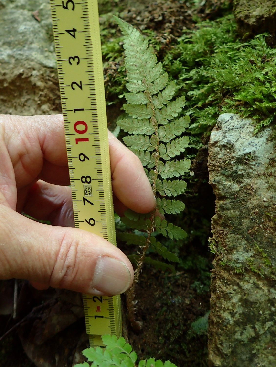トヨグチイノデ、葉身裏側。2018年8月18日 山梨 西沢渓谷 トヨグチイノデ、葉身裏側。2018年8月18日 山梨 西沢渓谷