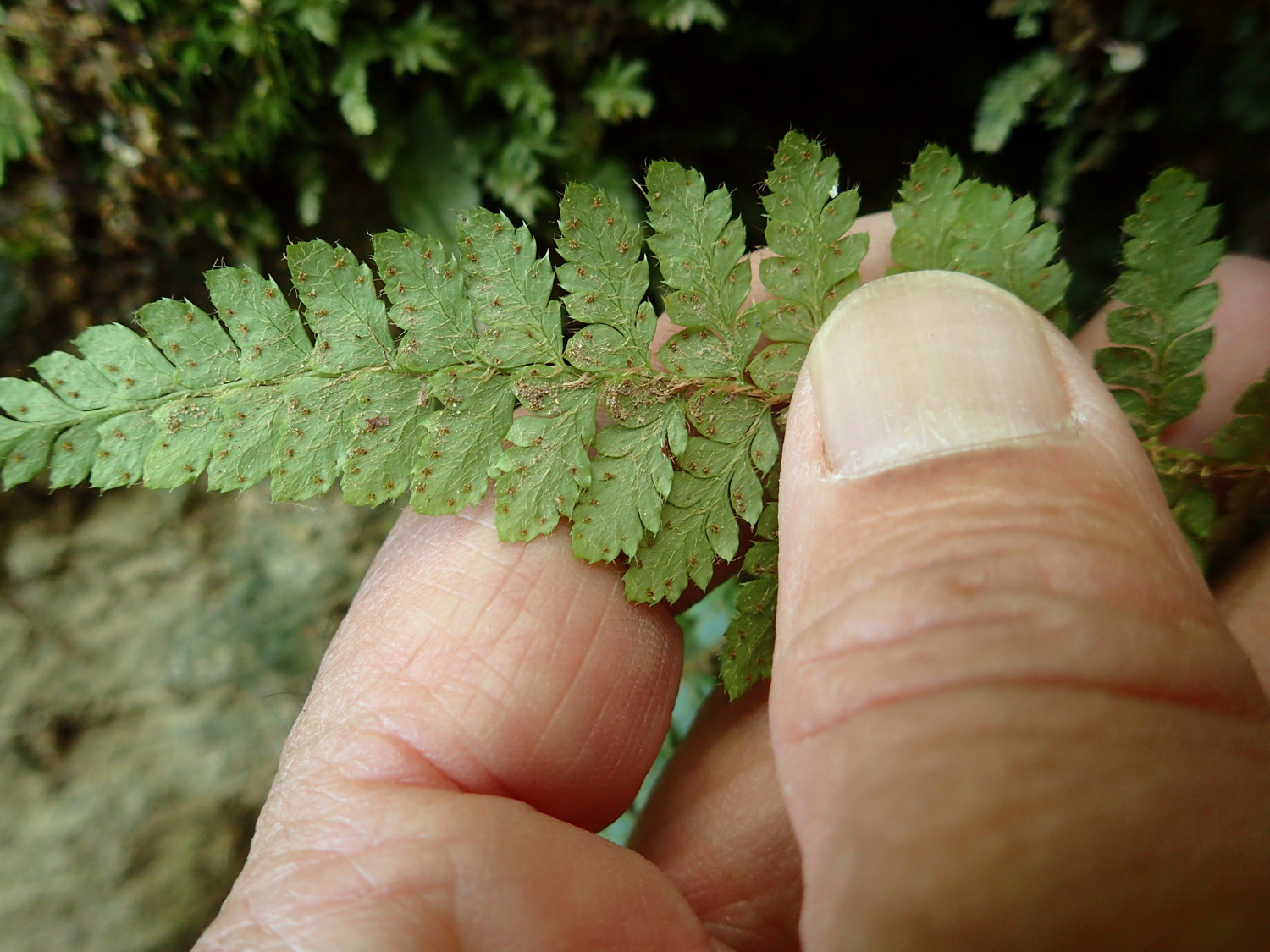 トヨグチイノデ、胞子嚢群。2018年8月18日 山梨 西沢渓谷 トヨグチイノデ、胞子嚢群。2018年8月18日 山梨 西沢渓谷