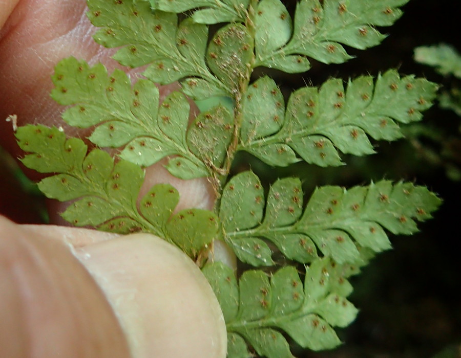 トヨグチイノデ、胞子嚢群は辺縁寄りにつく。2018年8月18日 山梨 西沢渓谷 トヨグチイノデ、胞子嚢群は辺縁寄りにつく。2018年8月18日 山梨 西沢渓谷