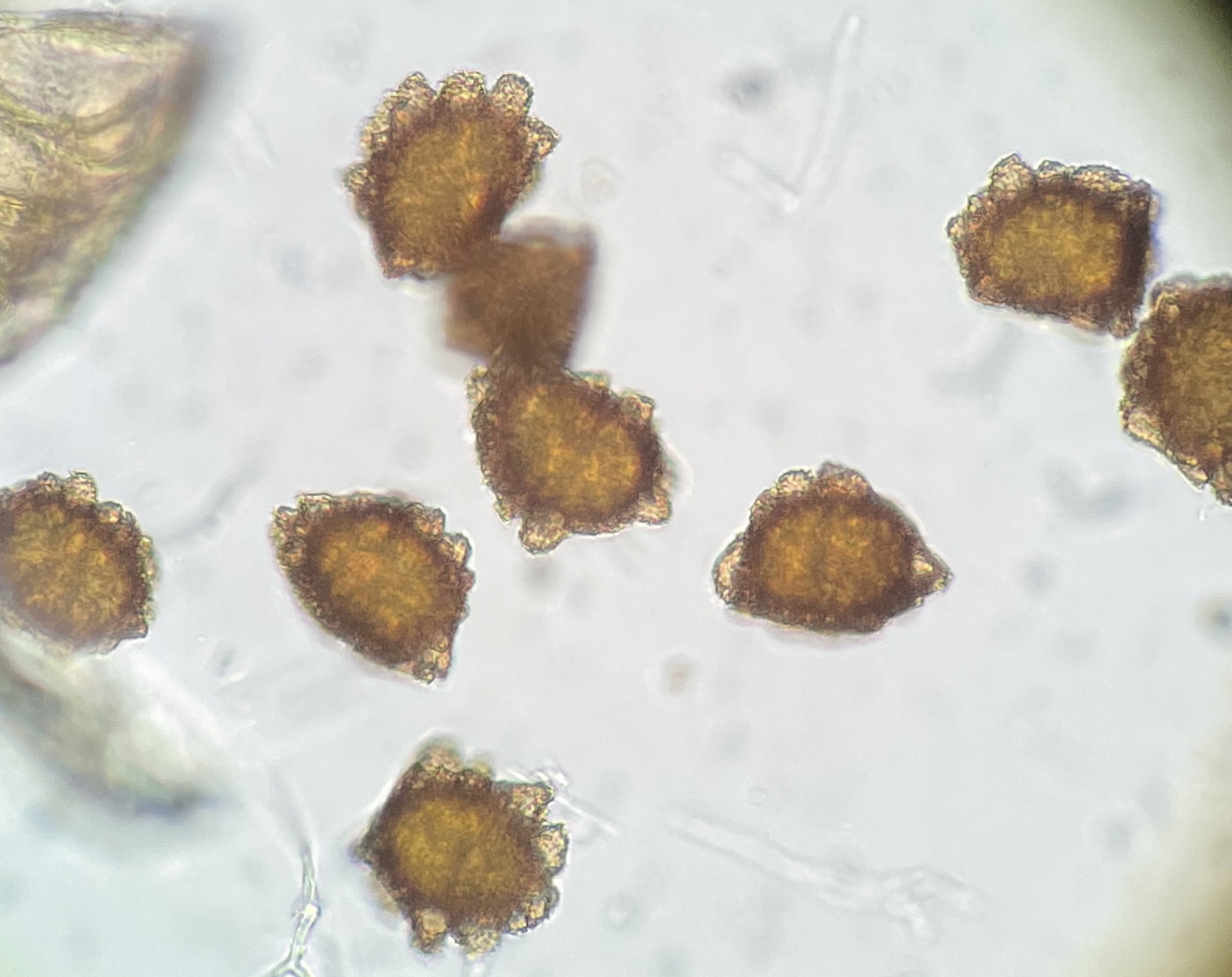 トヨグチイノデ、胞子側面。2022年9月10日 西沢渓谷 トヨグチイノデ、胞子側面。2022年9月10日 西沢渓谷