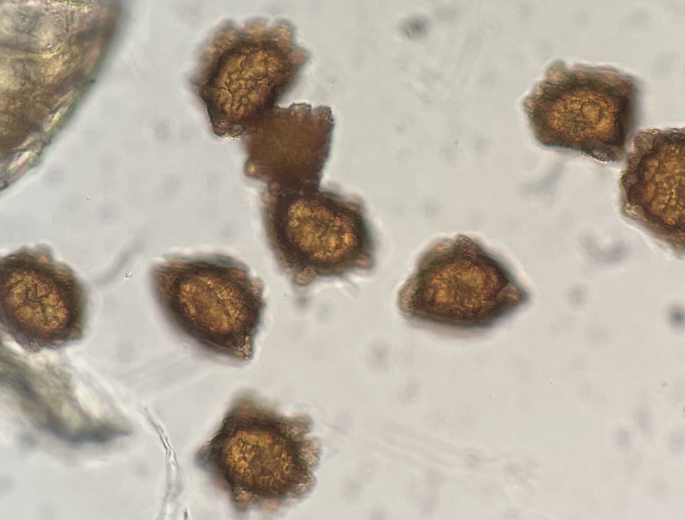 トヨグチイノデ、胞子上面。2022年9月10日 西沢渓谷 トヨグチイノデ、胞子上面。2022年9月10日 西沢渓谷