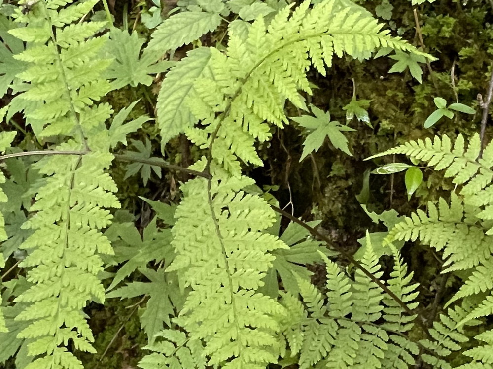 やや暗紫色を帯びる葉柄。2022年7月22日 西沢渓谷 やや暗紫色を帯びる葉柄。2022年7月22日 西沢渓谷