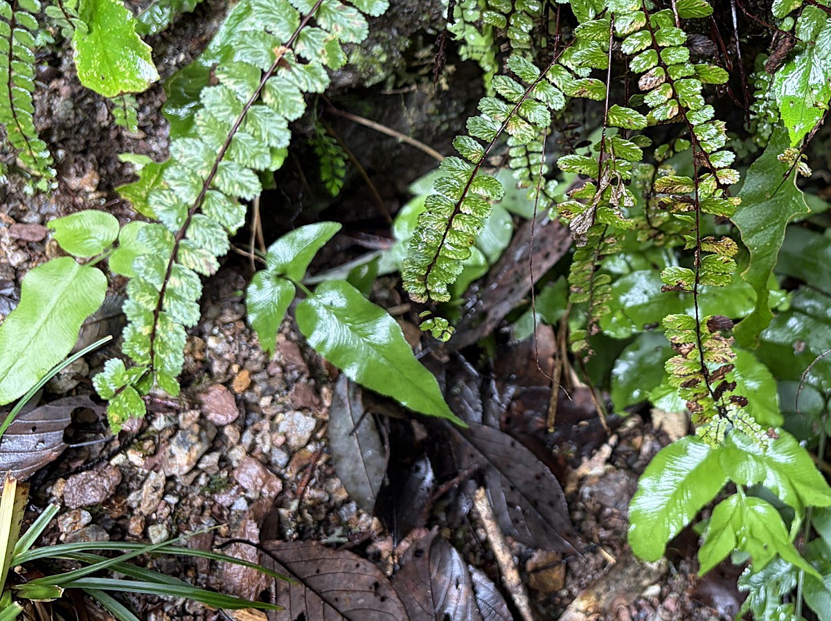 イヌチャセンシダ、葉身中軸上や先端にできるむかご。2025年10月25日 水窪 イヌチャセンシダ、葉身中軸上や先端にできるむかご。2025年10月25日 水窪