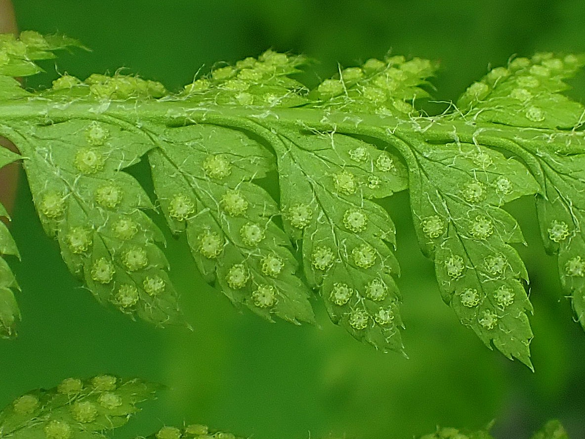 カラクサイノデ、包膜。2025年7月3日 八幡平 カラクサイノデ、包膜。2025年7月3日 八幡平