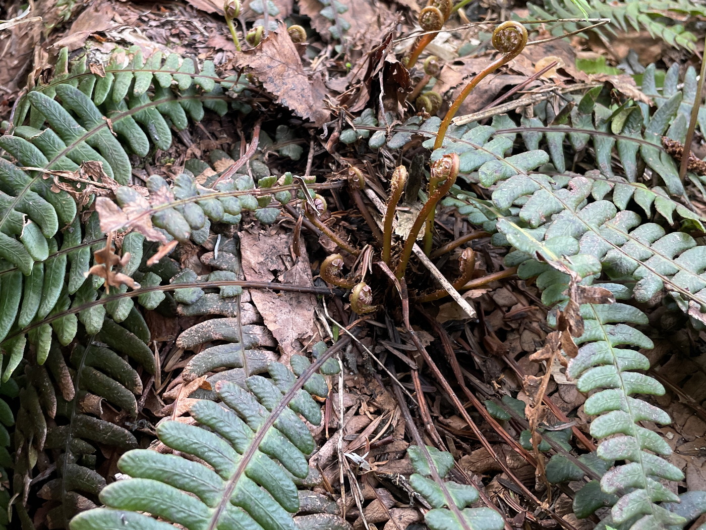 ミヤマシシガシラ、葉身基部。2025年7月3日 八幡平 ミヤマシシガシラ、葉身基部。2025年7月3日 八幡平